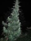 Panama Lime Super Auto Feminised Seeds - 3-FLSHPNMLM-F3