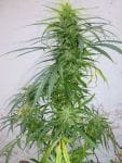 Panama Lime Super Auto Feminised Seeds - 3-FLSHPNMLM-F3