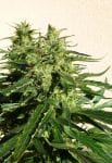 Critical Chaze Super Auto Feminised Seeds - 3-FLSHCRHZ-F3