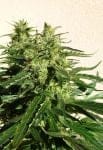 Critical Chaze Super Auto Feminised Seeds - 3-FLSHCRHZ-F3