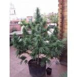 Critical Chaze Super Auto Feminised Seeds - 3-FLSHCRHZ-F3