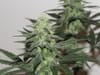 Moontang Regular Seeds - 11-BODH-MOONT-REG