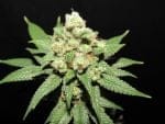 Moontang Regular Seeds - 11-BODH-MOONT-REG