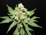 Moontang Regular Seeds - 11-BODH-MOONT-REG