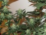 Moontang Regular Seeds - 11-BODH-MOONT-REG