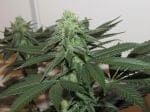 Moontang Regular Seeds - 11-BODH-MOONT-REG