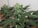 Moontang Regular Seeds - 11-BODH-MOONT-REG