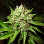 Lithium OG Kush Auto Feminised Seeds - 5-NV-OGKSH