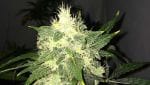 Lithium OG Kush Auto Feminised Seeds - 5-NV-OGKSH