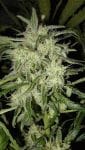 Lemon OG Haze Auto Feminised Seeds - 5-NV-LOGHZA