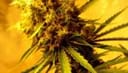 Lemon OG Haze Auto Feminised Seeds - 5-NV-LOGHZA