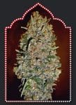 Automatik Collection #1 Auto феминизирани семена - 6-00S-MIX-AUTO1-FEM