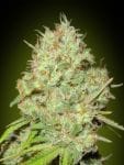 Collection #1 Feminised Seeds - 6-ADV-COLL1-FEM