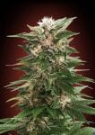 Collection #3 Feminised Seeds - 6-ADV-COLL3-FEM
