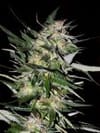 Collection #4 Feminised Seeds - 6-ADV-COLL4-FEM