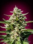 Collection #4 Feminised Seeds - 6-ADV-COLL4-FEM