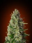 Collection #4 Feminised Seeds - 6-ADV-COLL4-FEM