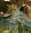 More Cowbell Regular Seeds - 11-BODH-MRCWB-REG