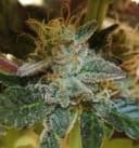 More Cowbell Regular Seeds - 11-BODH-MRCWB-REG