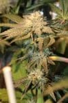 More Cowbell Regular Seeds - 11-BODH-MRCWB-REG