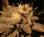 More Cowbell Regular Seeds - 11-BODH-MRCWB-REG