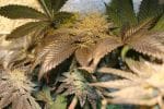More Cowbell Regular Seeds - 11-BODH-MRCWB-REG