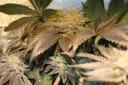 More Cowbell Regular Seeds - 11-BODH-MRCWB-REG