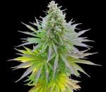 Blueberry Gum Feminised Seeds - 5-G13L-BLGM-FEM-5
