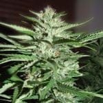 Pineapple Express Feminizované Semena - 5-G13L-PNEX1-FEM-5