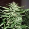 Pineapple Express Feminised Seeds - 5-G13L-PNEX1-FEM-5