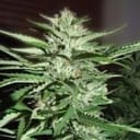 Pineapple Express Feminisiert Samen - 5-G13L-PNEX1-FEM-5