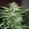 Pineapple Express Feminized Seeds - 5-G13L-PNEX1-FEM-5