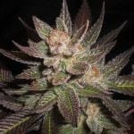 Purple Haze Feminizované Semena - 5-G13L-PPHZ-FEM-5