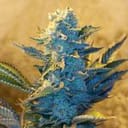 White Widow Feminized Seeds - 5-G13L-WW-FEM-5