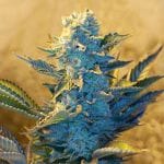 White Widow θηλυκοποιημένα σπόροι - 5-G13L-WW-FEM-5