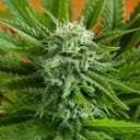 Pineapple Express Auto Feminized Seeds - 5-G13L-AUPE-FEM-5