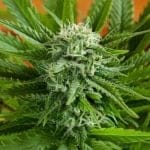 Pineapple Express Auto Feminizada Semillas - 5-G13L-AUPE-FEM-5