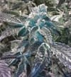 Girl Scout Cookies Feminised Seeds - 6-BCBD-GSC-FEM-6