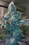 Girl Scout Cookies Feminised Seeds - 6-BCBD-GSC-FEM-6