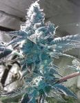 Girl Scout Cookies Feminised Seeds - 6-BCBD-GSC-FEM-6
