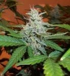BC Lowryder #2 Auto Feminised Seeds - 6-BCBD-BCLR2-FEM-6