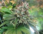 God Bud CBD Regular Seeds - 12-BCBD-CBDG-REG-12