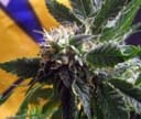 God Bud CBD Regular Seeds - 12-BCBD-CBDG-REG-12