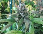 God Bud CBD Regular Seeds - 12-BCBD-CBDG-REG-12