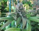 God Bud CBD Regular Seeds - 12-BCBD-CBDG-REG-12