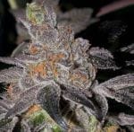 Animal Cookies Regular Seeds - 12-BCBD-AC-REG-12