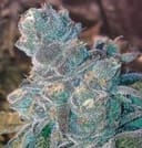 Animal Cookies Regular Seeds - 12-BCBD-AC-REG-12