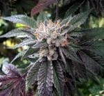 Shiatsu Kush Regular Seeds - 12-BCBD-SHKUSH-REG-12