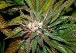 Shiatsu Kush Regular Seeds - 12-BCBD-SHKUSH-REG-12