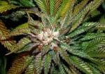 Shiatsu Kush Regular Seeds - 12-BCBD-SHKUSH-REG-12